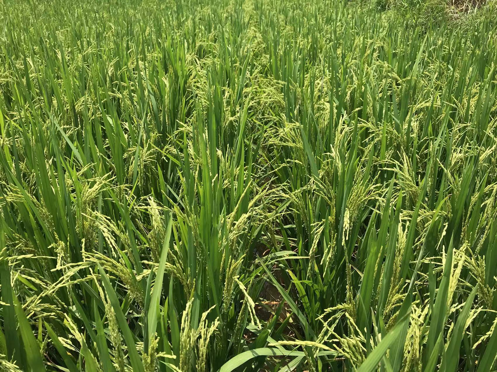 乐优3313 Leyou 3313