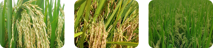 稻田与米饭 Rice & Fields
