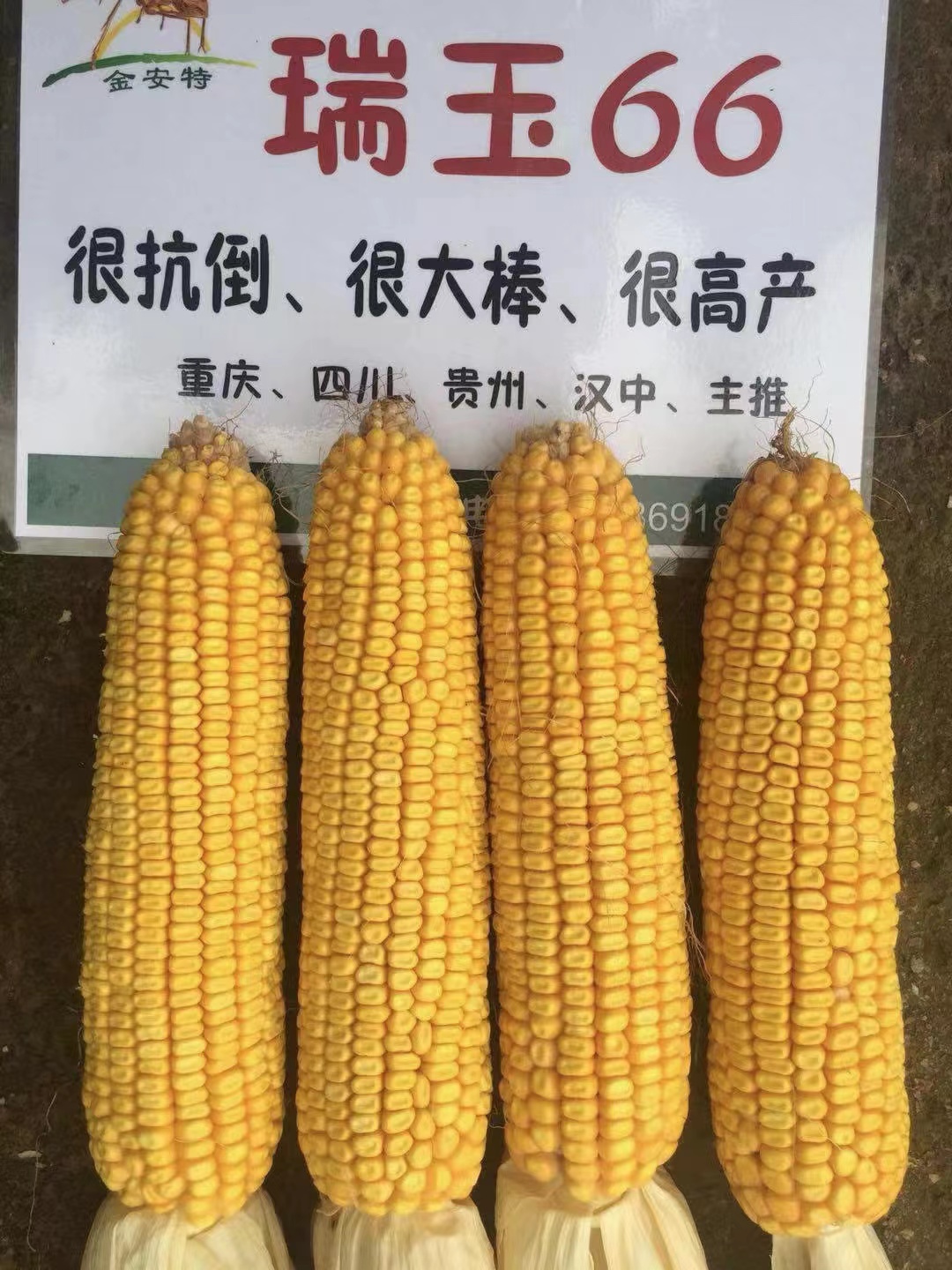 瑞玉66 Ruiyu 66