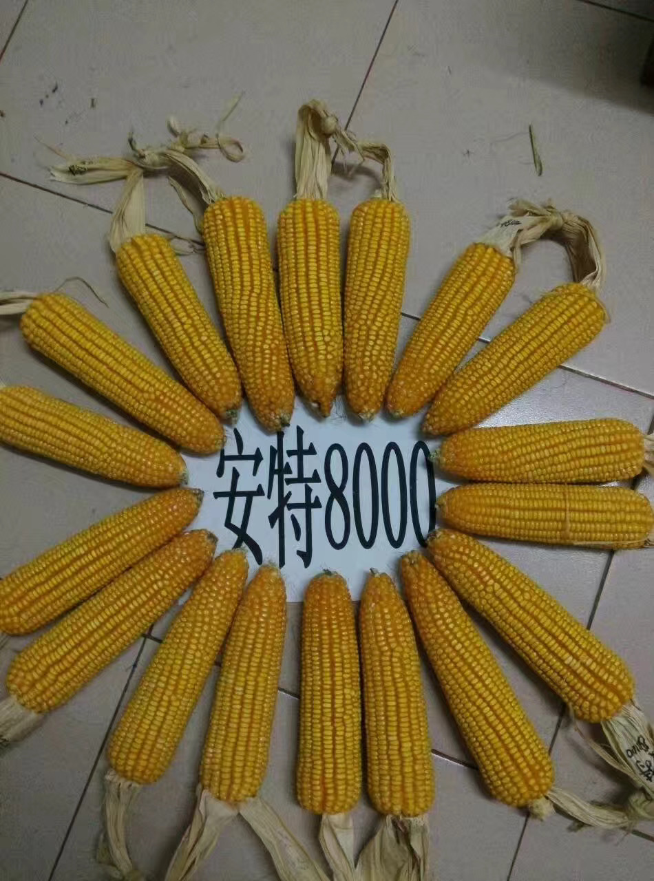 安特8000