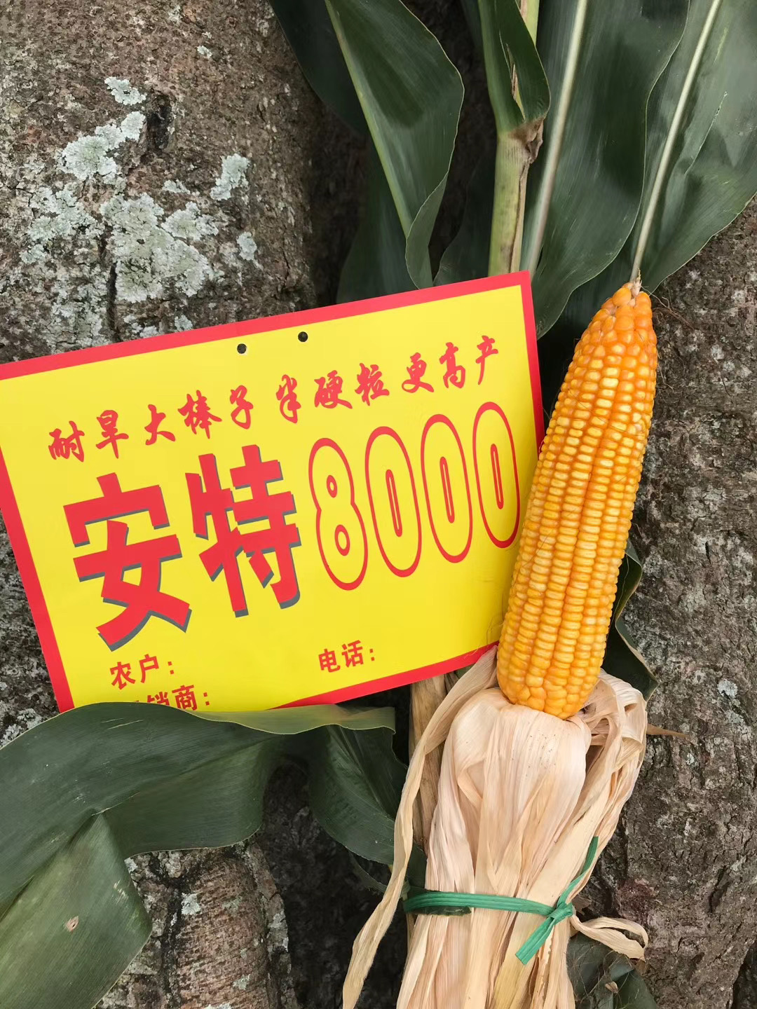安特8000