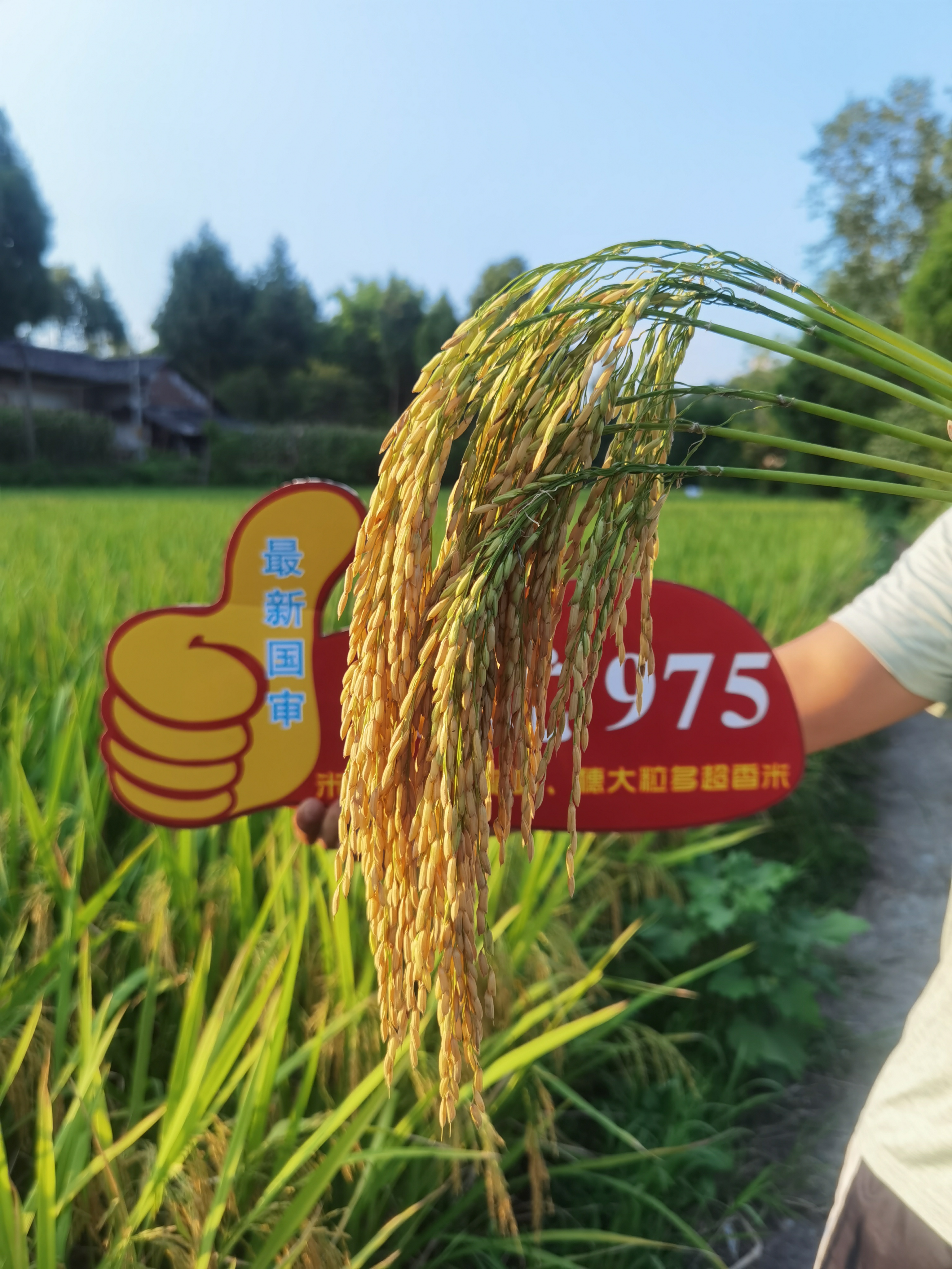 蜀优975