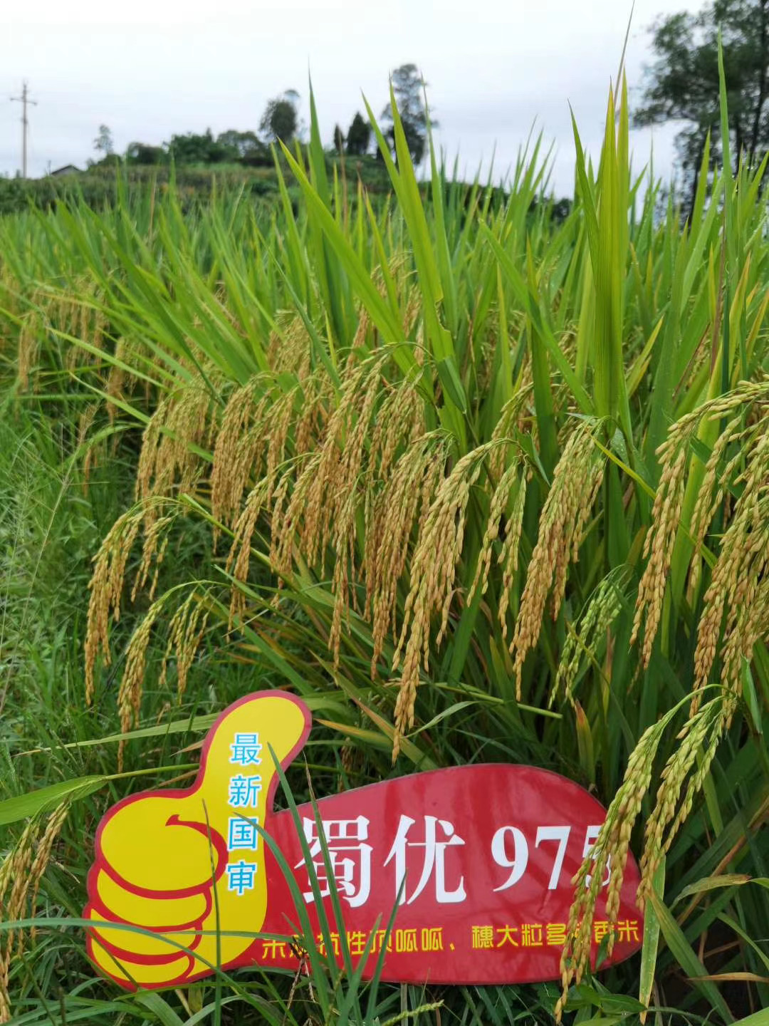 蜀优975