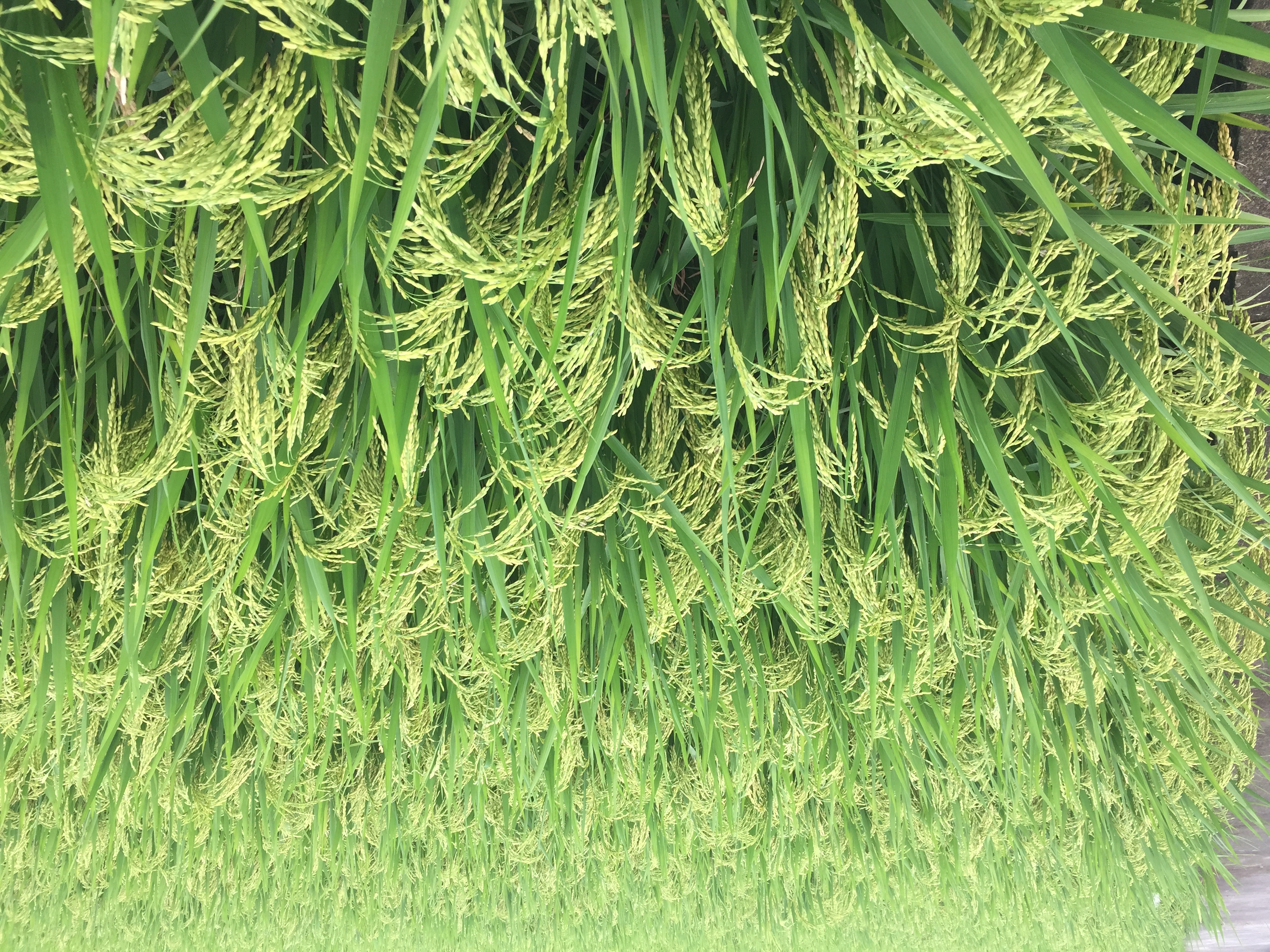 蜀优975